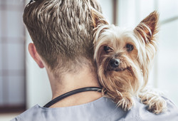 Yorkshire Terrier at the Vet